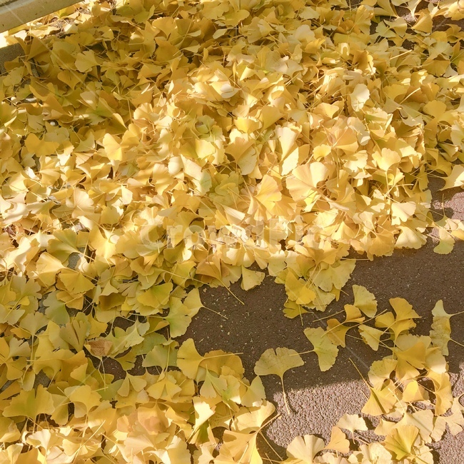 은행나무,은행잎,따스함,ginkgoleaf,yellow,road,가을,계절,fall,autumn,season,flower,꽃,blossom,petal,꽃잎,plant,식물