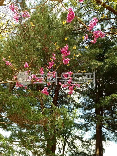 sheath tree,Paktaegi tree,Bucktaegi tree flower,legume,judastree,bead flower tree,chineseredbud,Judas tree,rice bran flower tree