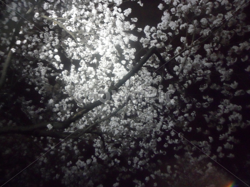 꽃,벚꽃,야경,밤,하늘,봄,감성,저녁,벚꽃나무,나무,봄,계절,spring,season,야경,밤,풍경,nightscape,night,landscape,식물,자연,plants,nature,꽃,flower,plant,blossom,cherry blossom