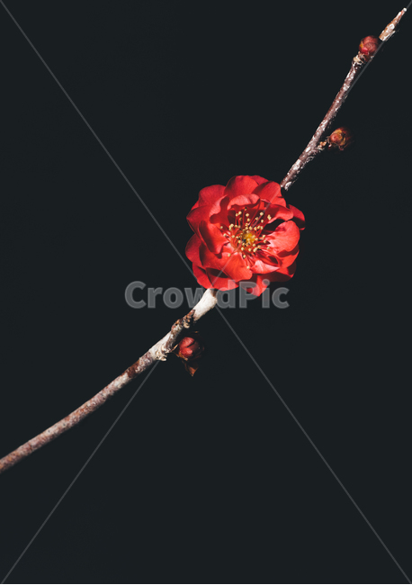 꽃,flower,flow,봄꽃,flowerphotography,식물,자연,plants,nature,꽃,flower