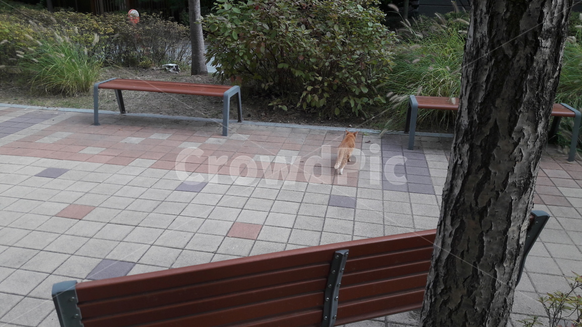 공원,공원의자,길고양이,공원고양이,쉼터,동물,animal,포유류,mammal,고양이,cat,kitten,kitty