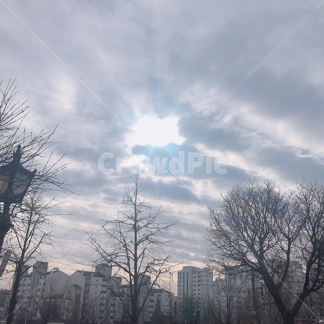 자연,하늘,풍경,나무,빛