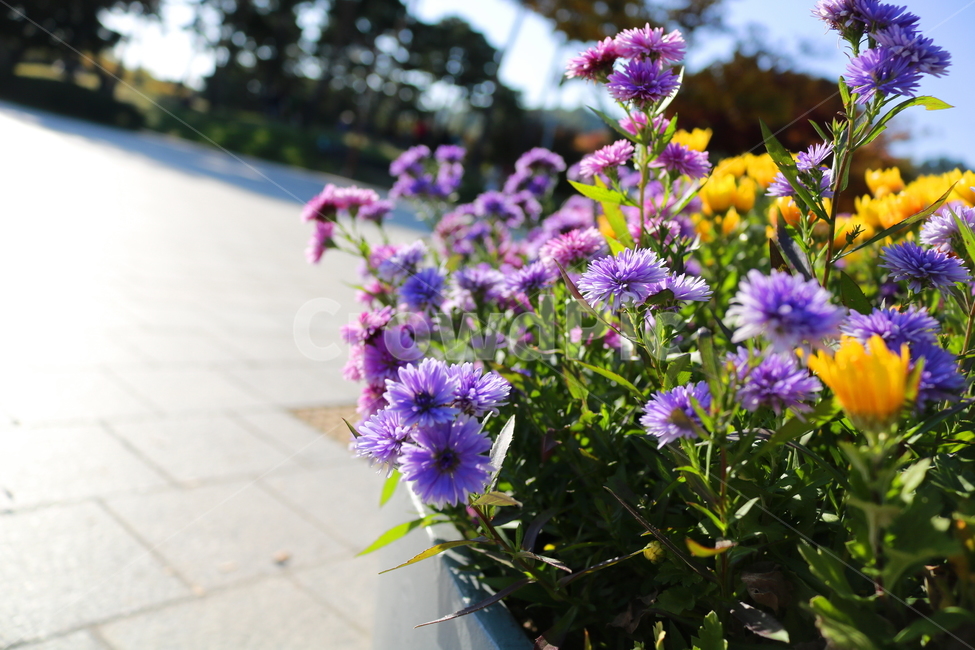꽃,국화,국화꽃,식물,자연,소국화,야생화,식물,자연,plants,nature,꽃,flower