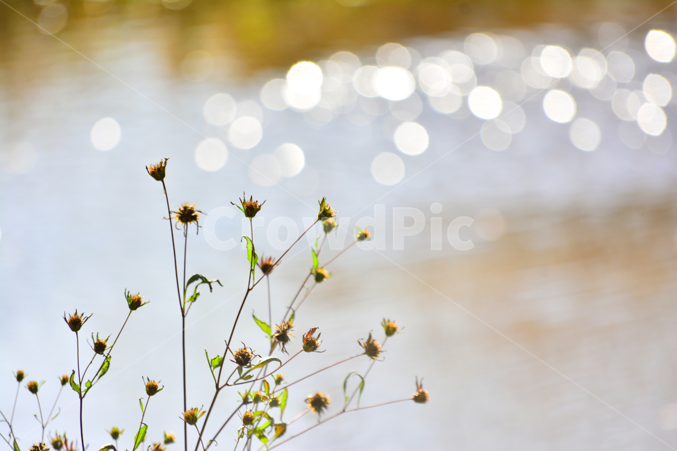 들풀,들꽃,보케,빛망울,가을배경,야생화,plant,bokeh,배경,바탕,백그라운드,background,가을느낌,autumn,시냇가,빛,light,플레어,flare,petal,꽃잎,식물,blossom,flower,자연,nature,꽃,가을,계절,fall,autumn,season