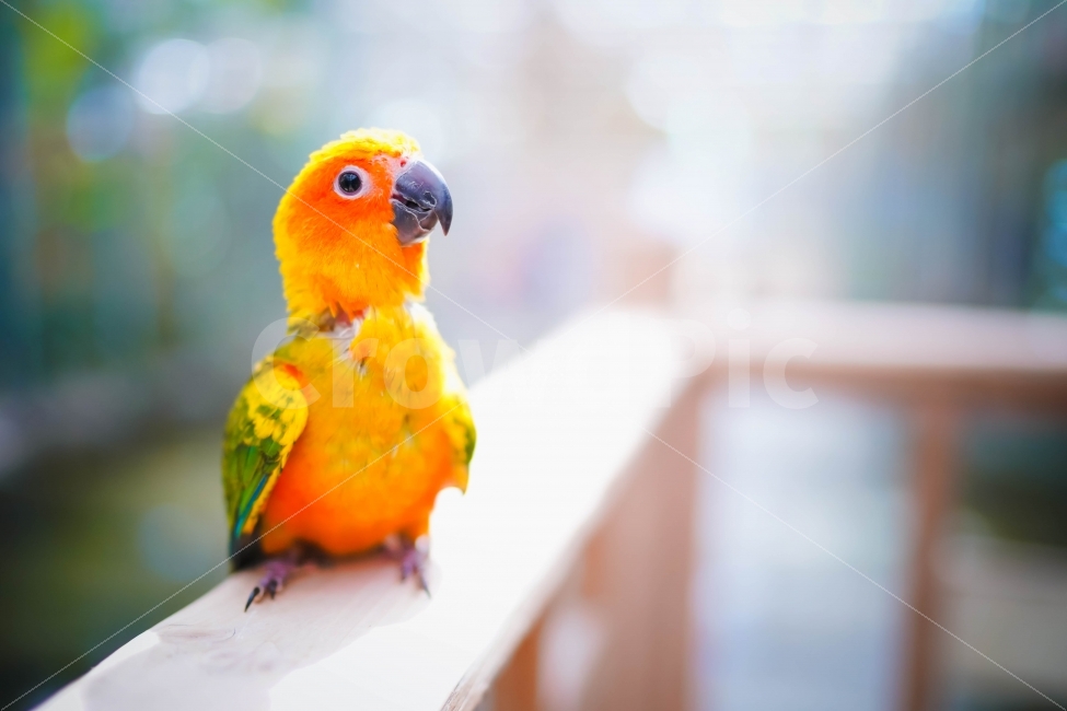 새,앵무새,썬코뉴어,SunConures,예쁜새,새종류,새사진,동물,animal,조류,새,birds,감성,sensible,feeling,색깔,색상,색채,색감,color sense,color sensitivity,feeling of color