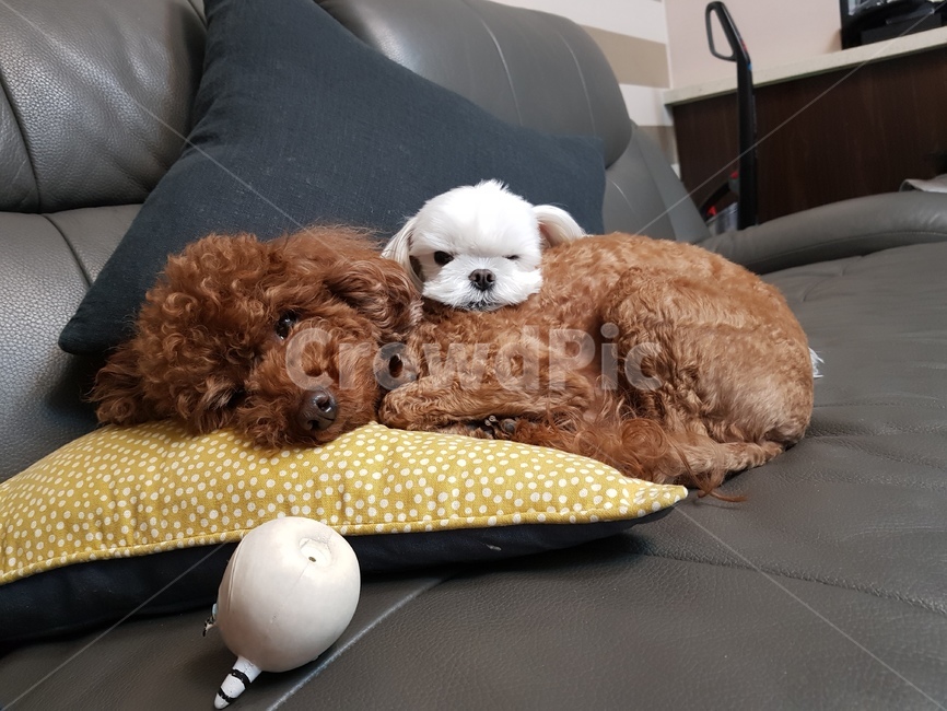 강아지,푸들,말티즈,소파,윙크