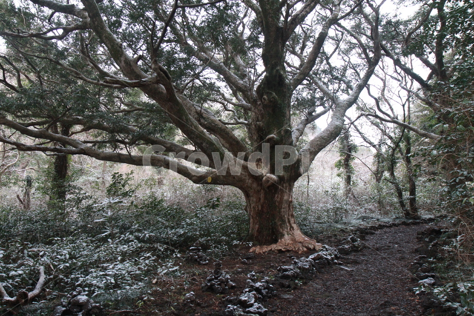 제주도,제주도풍경,비자림,나무,겨울나무,나무,trees,wood