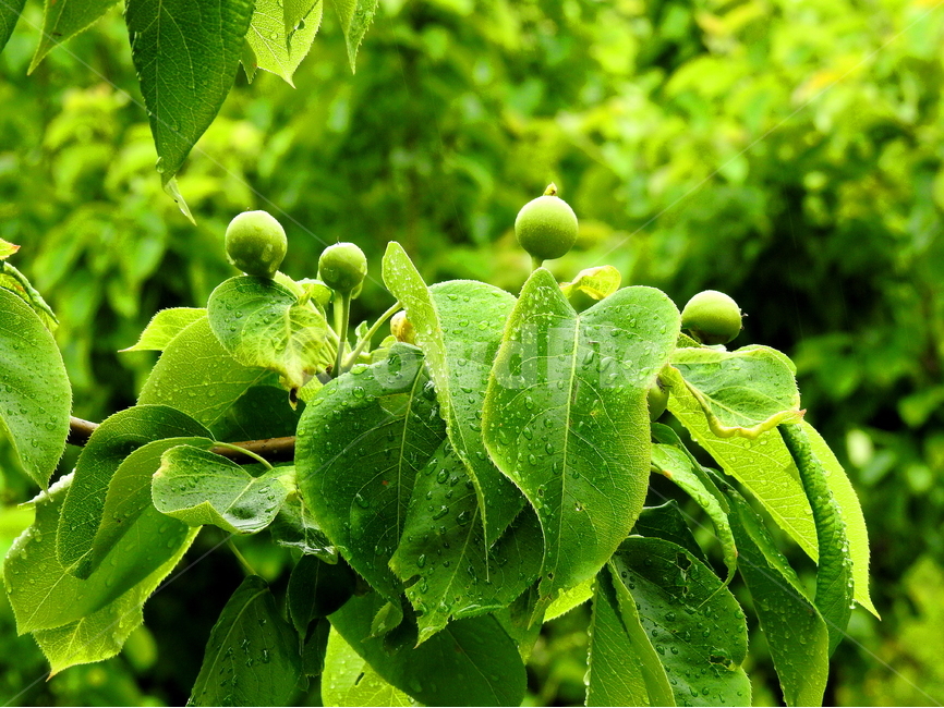 식물,과일,열매,계절,봄,식물,자연,plants,nature,과일,열매,fruit