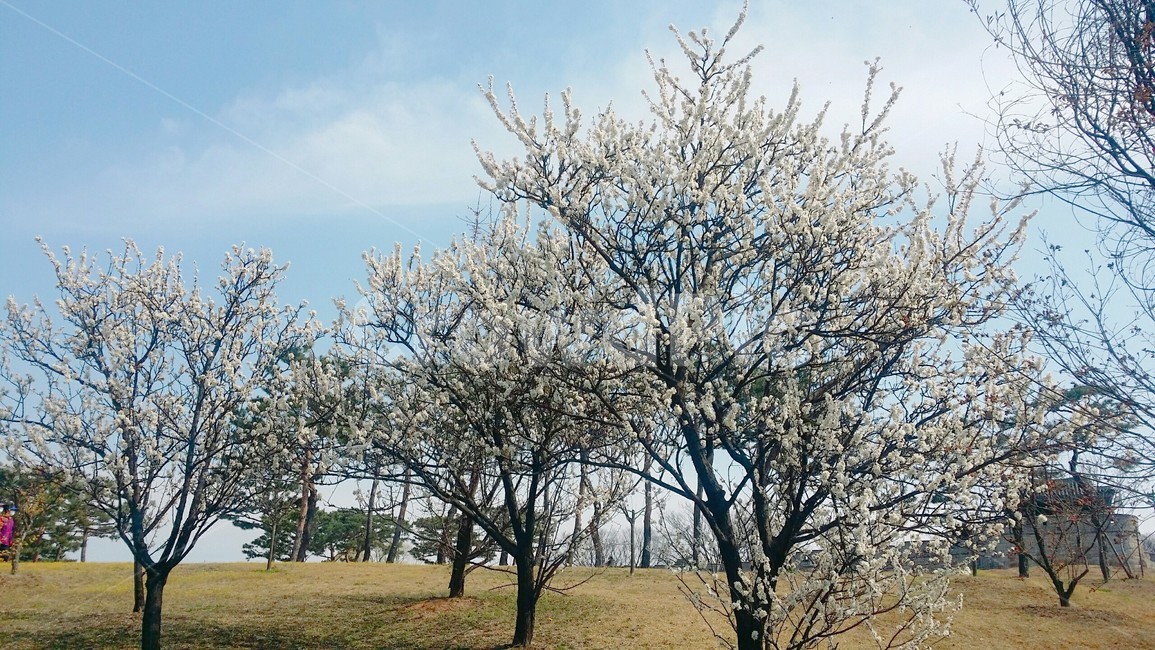 plant,식물,벚꽃,꽃,봄,컬러,감성,하늘,구름,자연,풍경,야외,공원,나무,들판
