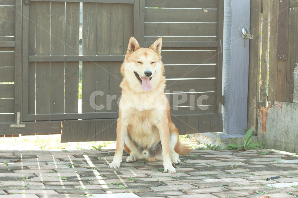 반려견,진돗개,황구,가족,동물,미소,동물,animal,포유류,mammal,개,강아지,dog,doggy