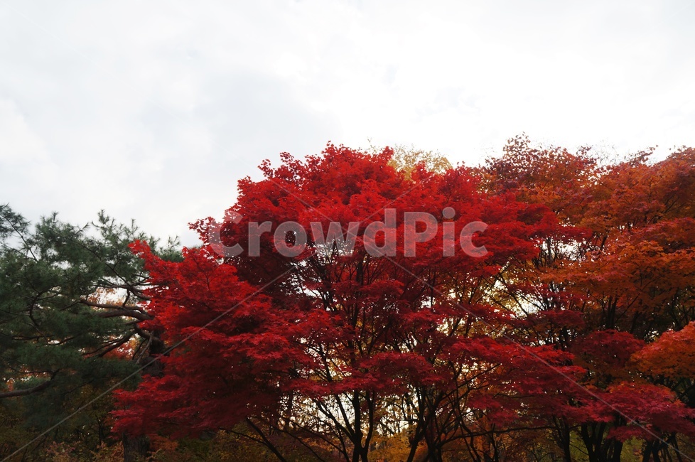 가을,빨간단풍,가을이미지,자연,단풍,절정,가을,계절,fall,autumn,season,tree,나무,plant,식물,leaf,잎,maple