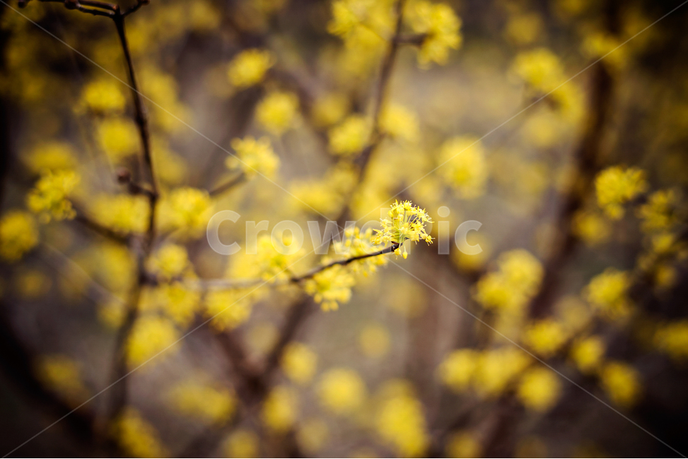 산수유,봄꽃,봄,노랑꽃,꽃,봄,계절,spring,season,식물,자연,plants,nature,꽃,flower,plant