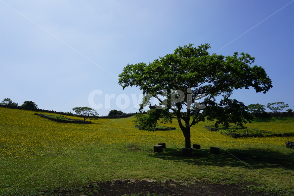 산굼부리,유채꽃,나무,언덕,하늘,자연,풍경,제주도,나무,trees,wood