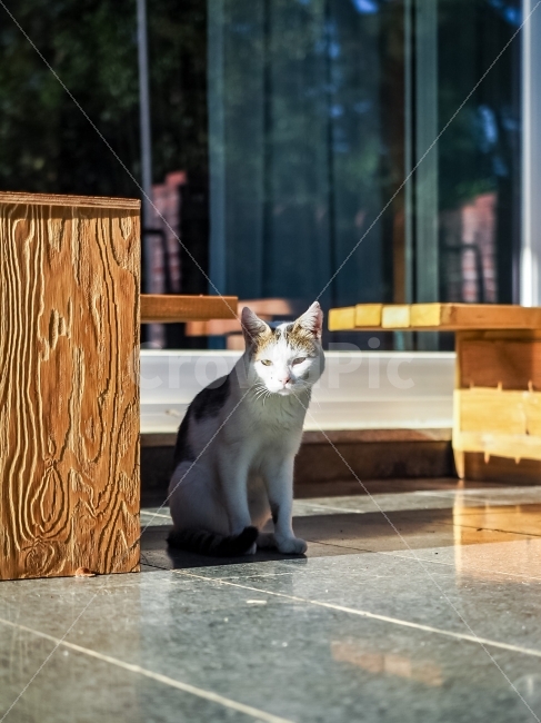 동물,고양이,햇빛,오후,반려동물,동물,animal,포유류,mammal,고양이,cat,kitten,kitty