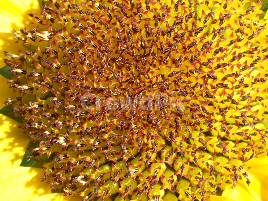 꽃,식물,꽃잎,flower,해바라기,식물,자연,plants,nature,꽃,flower