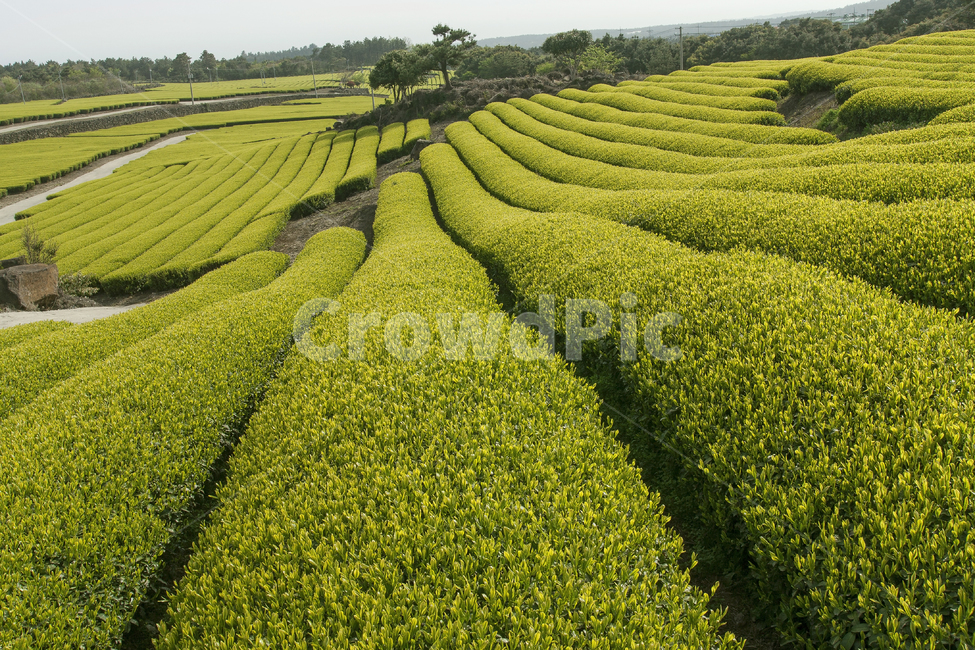 녹차,녹차밭,감성,맑음,field,들,grassland,목초지,outdoors,옥외,nature,자연