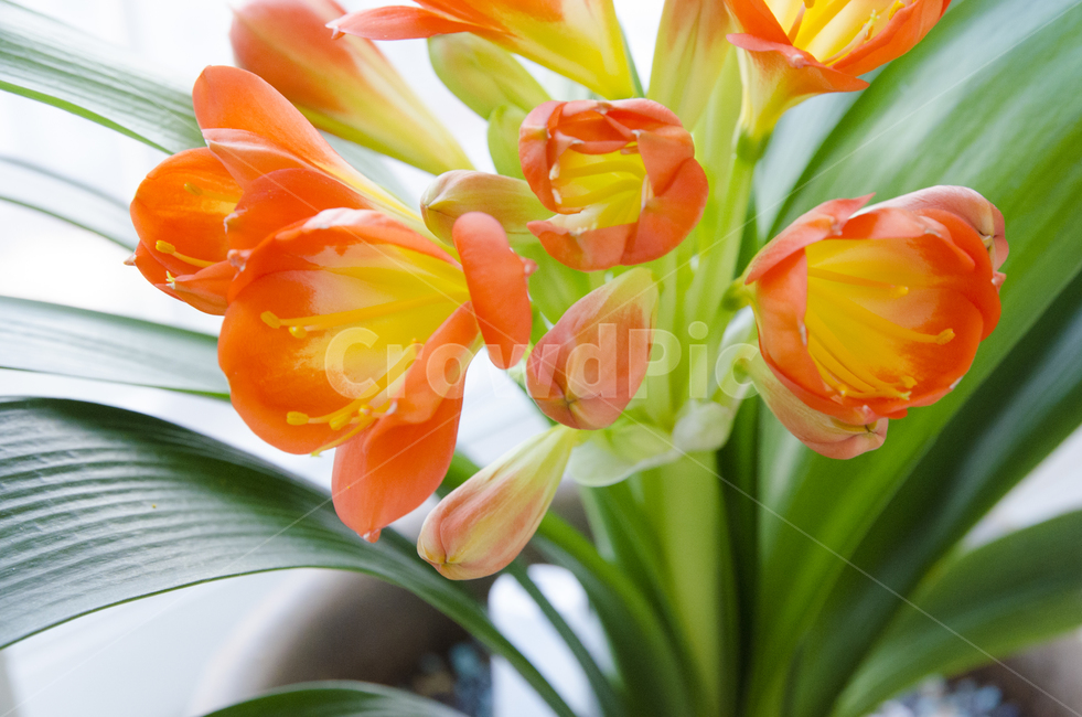 plant,식물,blossom,flower,꽃,kaffirlily,군자란,난,주황색,뷰티풀,아름다움,향기로움,식물,자연,plants,nature,꽃,flower