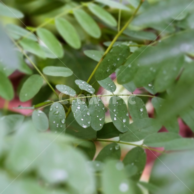 식물,초록,이슬,여름,풀,식물,자연,plants,nature
