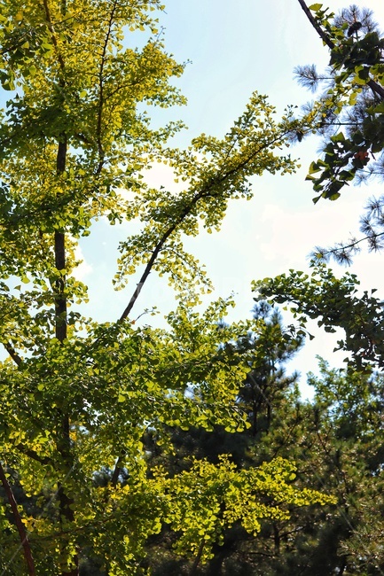 풀,나무,여름,초록,자연,자연,풍경,nature,landscape,plant,식물,tree