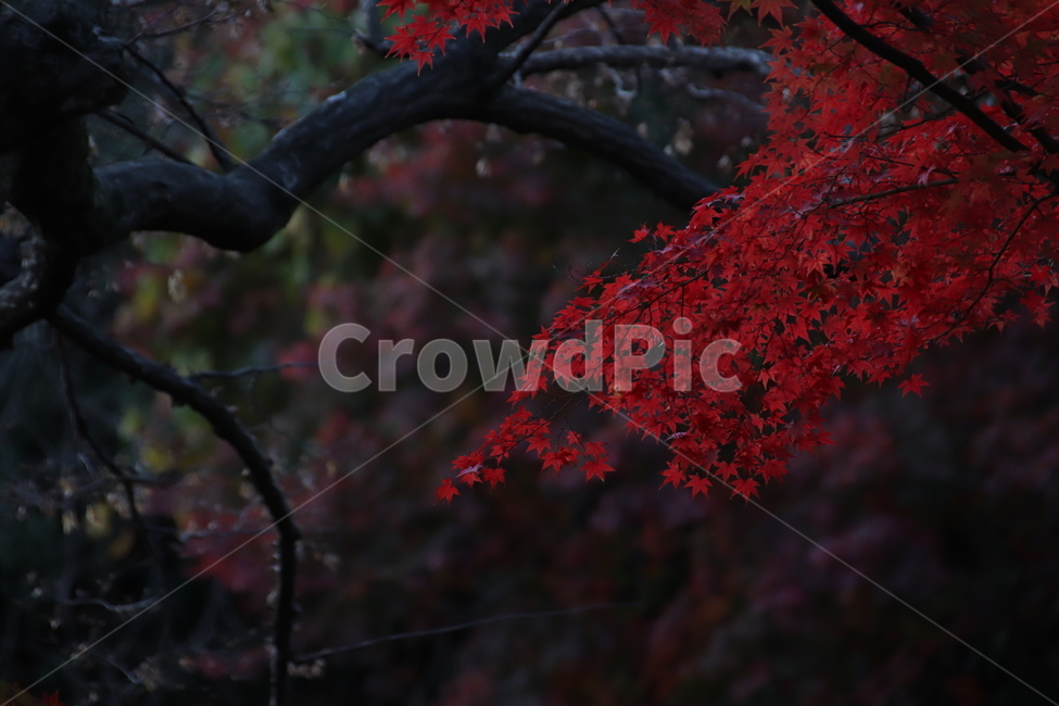 단풍,나무,자연,가을,풍경,가을,계절,fall,autumn,season,식물,자연,plants,nature,plant,leaf,잎,tree,maple