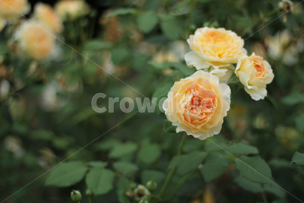 노랑장미,장미,rose,정원,배경,yellow,yellowrose,꽃,식물,식물,자연,plants,nature,꽃,flower