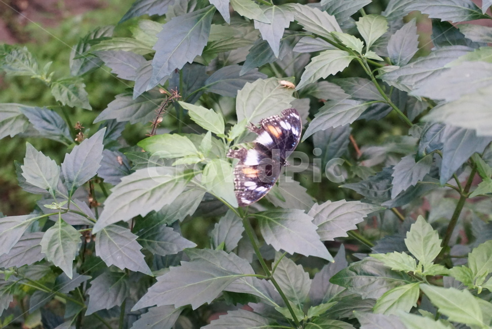 나비,노랑나비,검정나비,곤충,나방,호랑나비,동물,animal,곤충,벌레,insect,bug