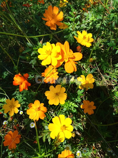 코스모스,꽃,가을꽃,commoncosmos,추영,길국화,식물,plant,식물,자연,plants,nature,꽃,flower