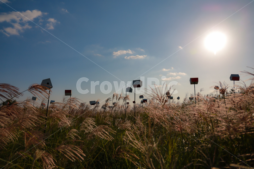 갈대,식물,햇빛,태양,하늘,가을,가을,계절,fall,autumn,season,자연,풍경,nature,landscape,grass,잔디,plant,lawn,reed