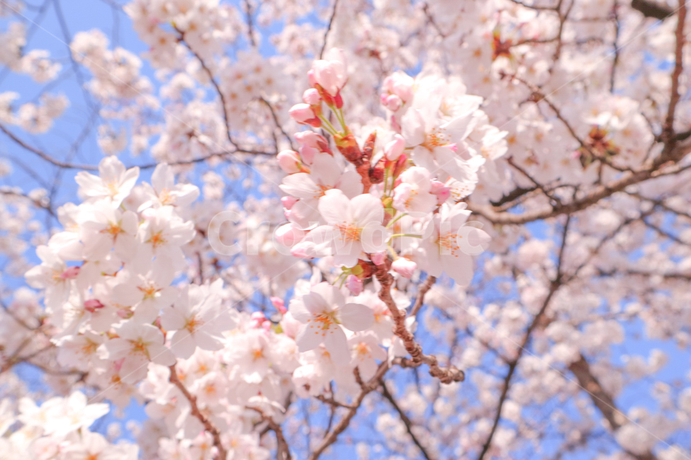 벚꽃,꽃,벚꽃길,만개한,벚꽃잎,봄,계절,spring,season,식물,자연,plants,nature,꽃,flower,색깔,색상,색채,색감,color sense,color sensitivity,feeling of color,plant,blossom