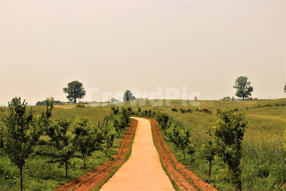 언덕,풍경,외길,우중충,길,자연,풍경,nature,landscape,outdoors,옥외