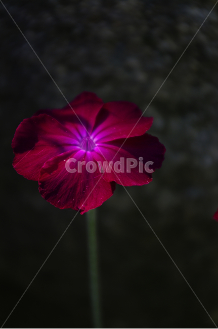 우단동자,꽃,식물,꽃봉오리,flower,식물,자연,plants,nature,꽃,flower