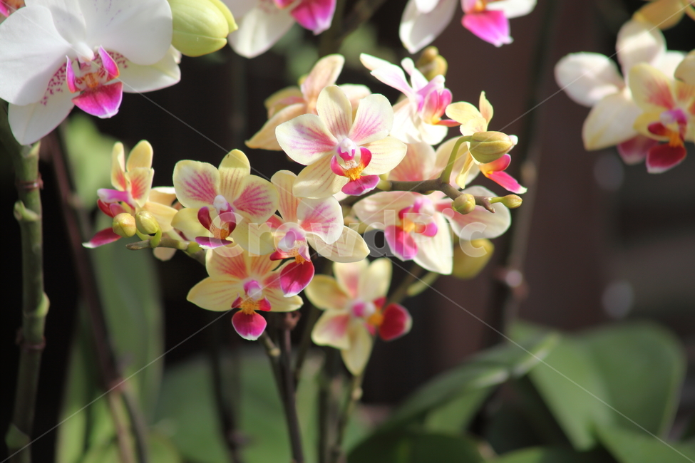 호접란,팔레놉시스,꽃,식물,phaelenopsis,식물,자연,plants,nature,꽃,flower