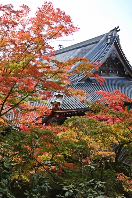 단풍,maple,mapletree,단풍나무,가을단풍,가을,계절,fall,autumn,season,해외,외국,세계,foreign,oversea,world,건축물,건물외관,exterior,building,structure,architecture,construction,tree,나무,plant,식물