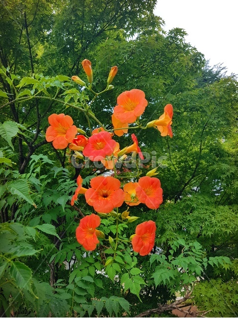 능소화,꽃,플라워,자연,힐링,식물,배경화면