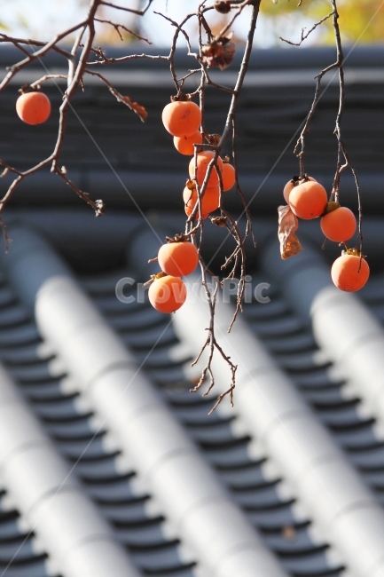 감나무,기와지붕,감,가을사진,단풍잎,감성사진,자연,식물,단풍,가을,계절,fall,autumn,season,한국전통,한국문화,korean traditional,korean culture,식물,자연,plants,nature,과일,열매,fruit,plant,food,음식,persimmon