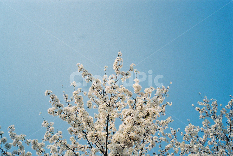 벚꽃,cherryblossom,봄,spring,봄꽃,꽃,식물,flower,분홍,pink,봄,계절,spring,season,식물,자연,plants,nature,꽃,flower,감성,sensible,feeling,plant,blossom