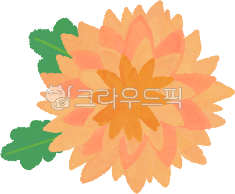 국화,가을국화,국화꽃,노란국화,가을