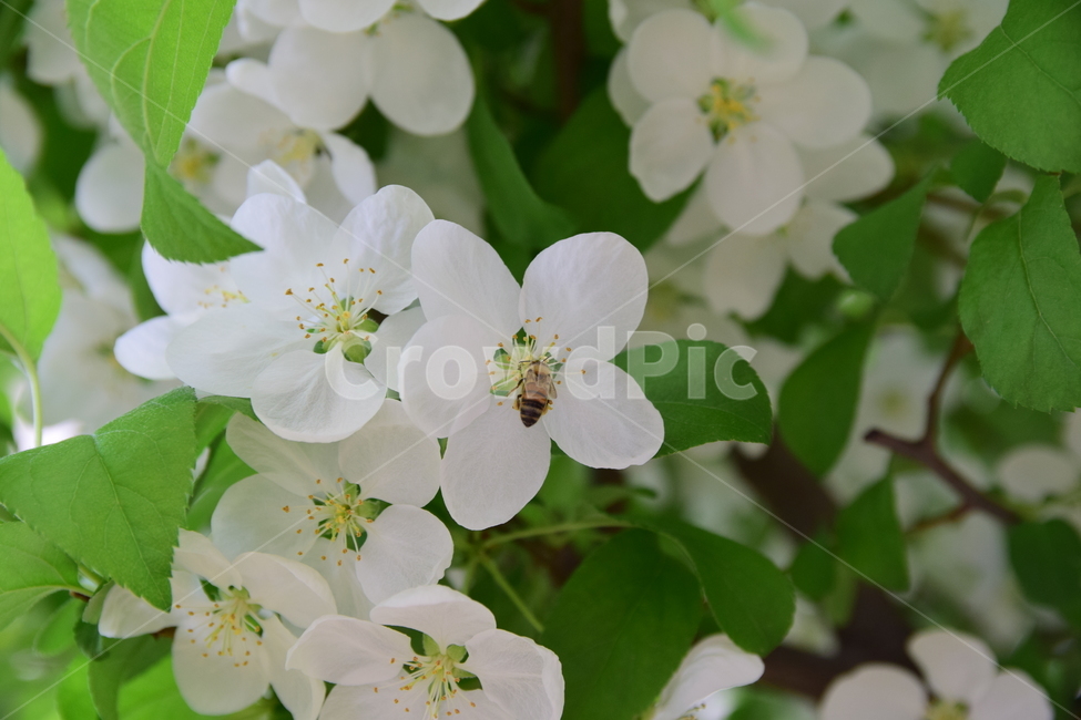 벌,꿀벌,하얀꽃,흰꽃,꽃,나무,싱그러운,bee,nature,plants,자연,식물,플라워,flower,tree,white,green,초록,녹색,하얀색,농촌,흰색