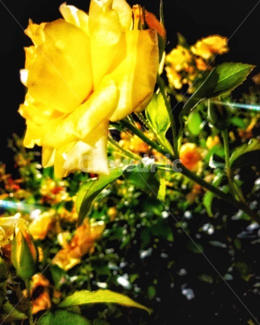 노랑장미,노랑,장미,꽃,식물,flower,plant,밤,식물,자연,plants,nature,꽃,flower