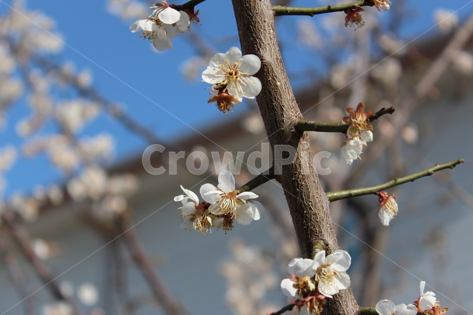 꽃,길가,색감,봄,spring,계절,분위기,flower,매화,벚꽃,겹벚꽃,흰꽃,white,sensitive,feeling