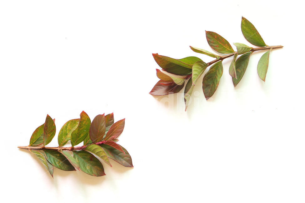 autumn,blueberry,blueberryleaf,blueberryleaves,branch,closeup,fall,green,leaf,leaves,nature,plant,red,white,가을,블루베리,블루베리잎,가지,나뭇가지,나뭇잎,잎,잎사귀,낙엽,식물,자연,흰배경,빨강,레드,그린,녹색,붉은색,물들다,물든,식물,자연,plants,nature,누끼,remove background