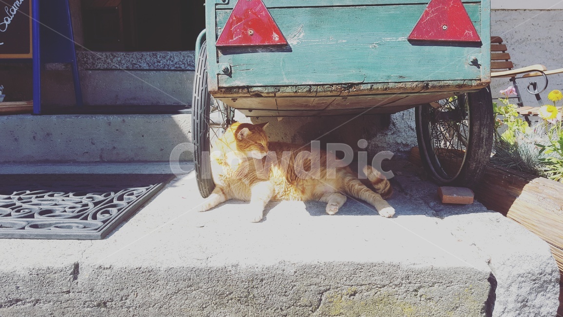 유럽,오스트리아,할슈타드,고양이,길고양이