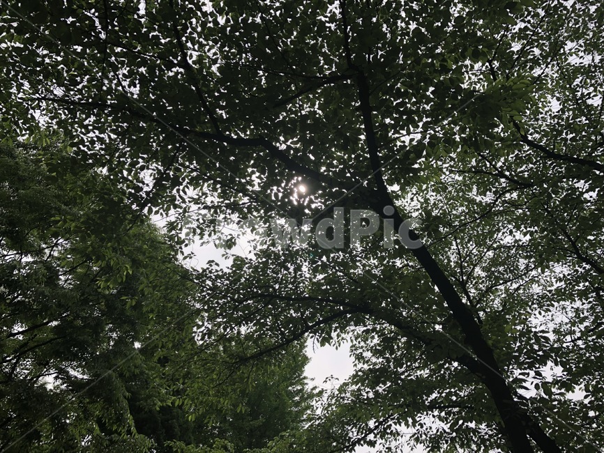 tree,나무,plant,식물,나무줄기,식물,자연,plants,nature,나무,trees,wood