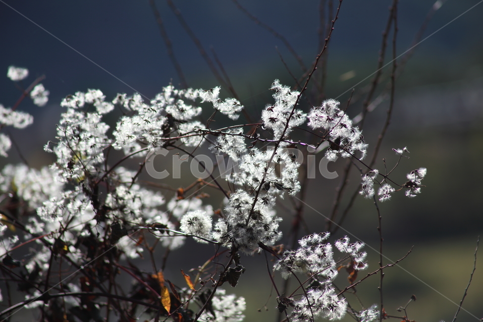 사위질빵,종자,씨앗,번식,clematisapiifolia,식물,자연,plants,nature,꽃,flower