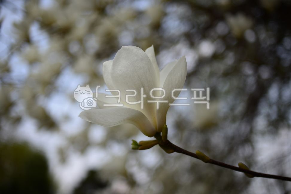 목련,백목련,하얀꽃,나무,꽃,식물