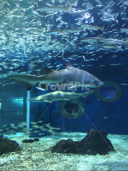 상어,shark,아쿠아리움,수족관,아기상어,동물,animal,어류,물고기,fish