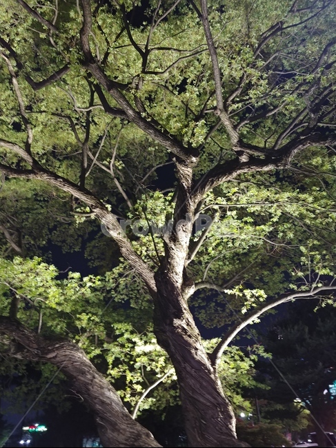 웅장한나무,산책길,힐링,편안함,피톤치드