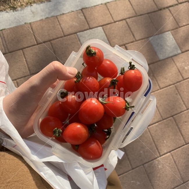 토마토,과일,아침,fruit,건강,다이어트