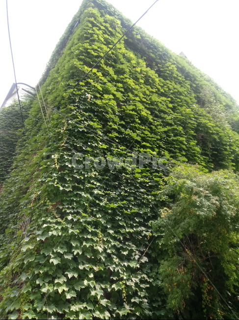담쟁이,덩쿨,건물,초록,자연,식물,자연,plants,nature