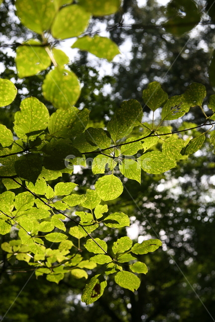 나뭇잎,식물,자연,빛,plant,나무,풍경,식물,자연,plants,nature